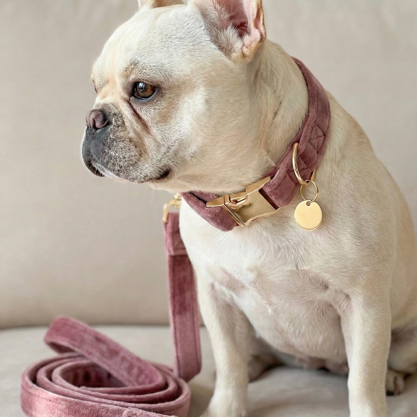 VELOUR ROSE - Collier & laisse