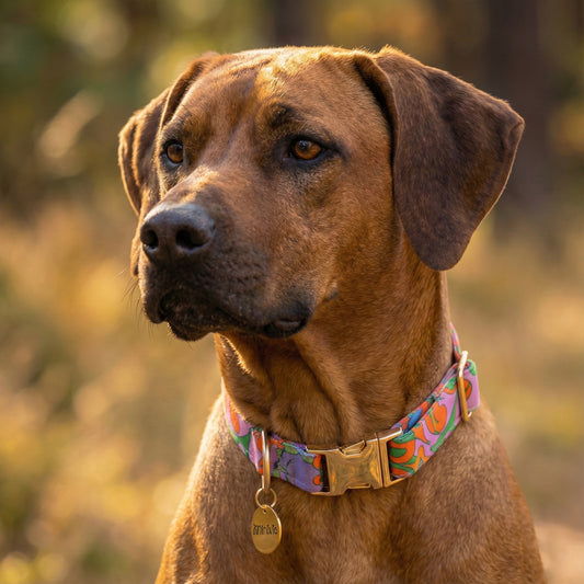 CASSANDRE - Collier & laisse