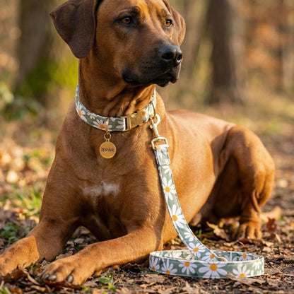 MARGE - Collier & laisse