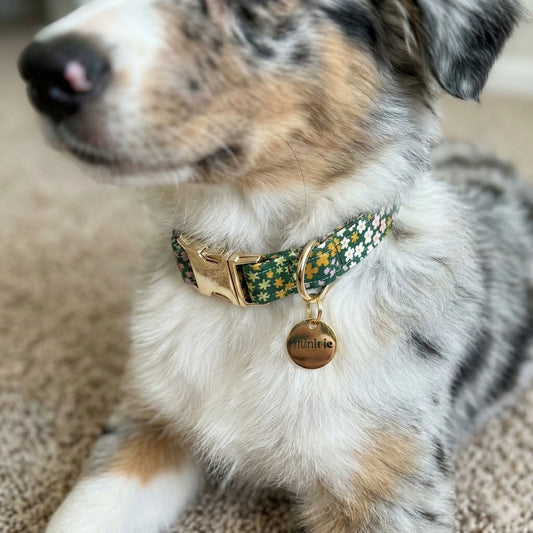 FLOWERS KAKI - Collier & laisse