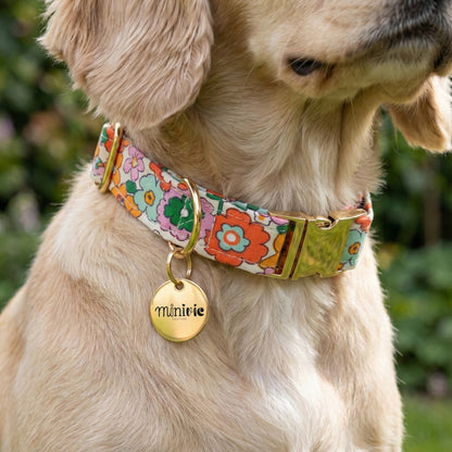 ZAZZY - Collier & laisse