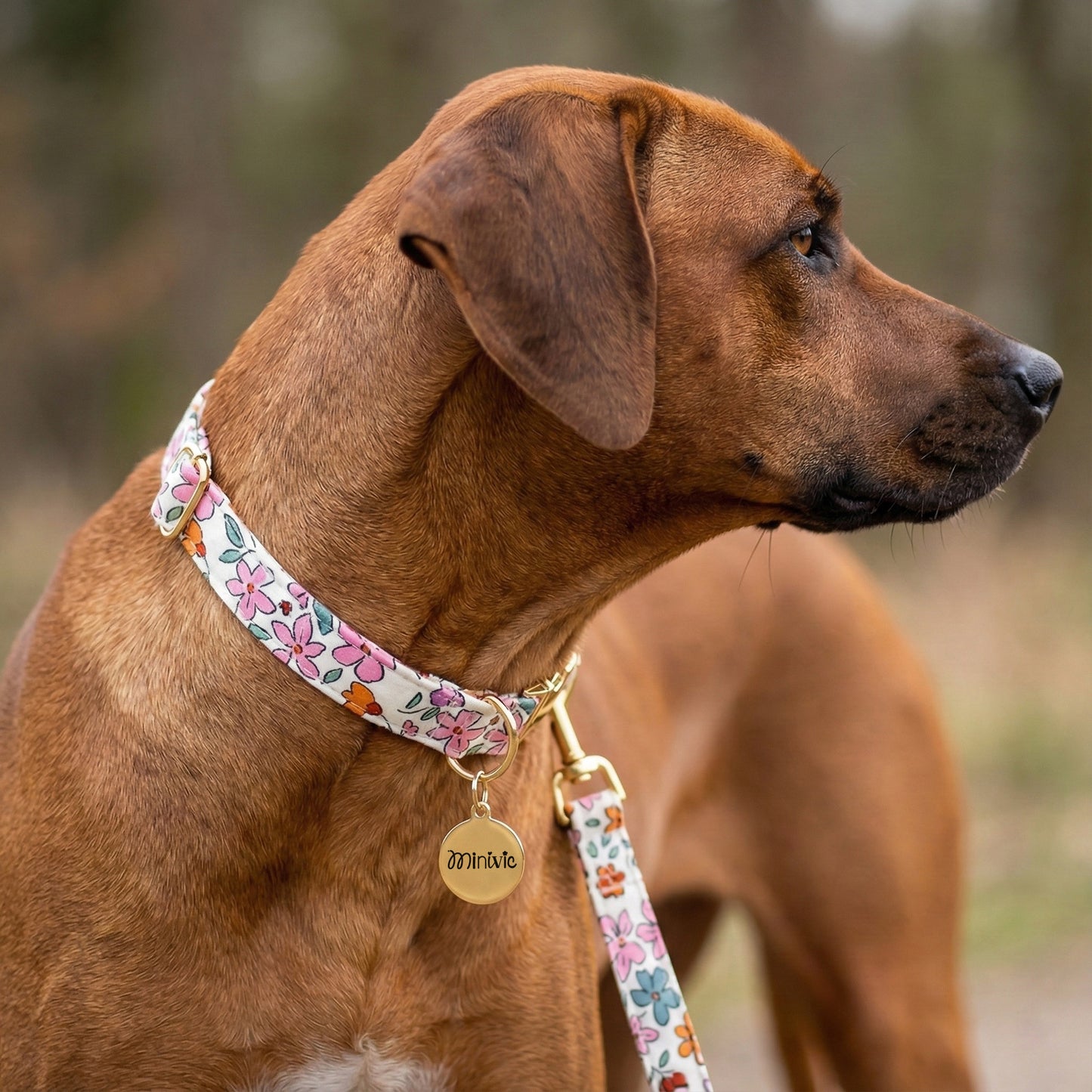 SARAH - Collier & laisse