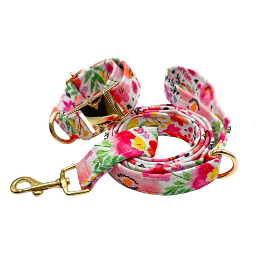 ALBA - Collier & laisse