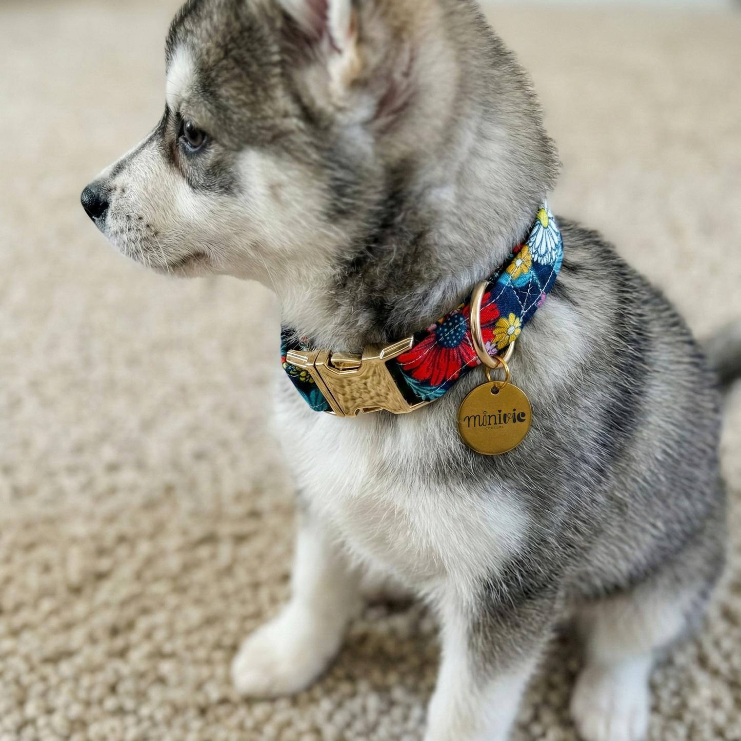 SOFIA - Collier & laisse