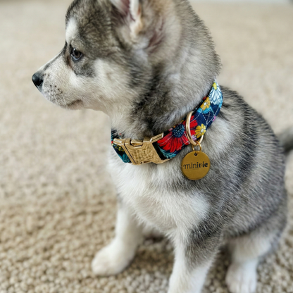 SOFIA - Collier & laisse