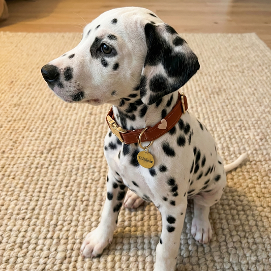 NINON - Collier & laisse