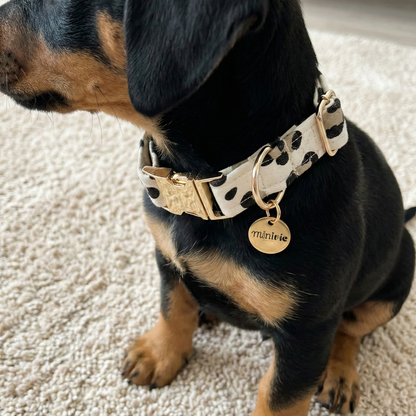 LEOSWEET - Collier & laisse