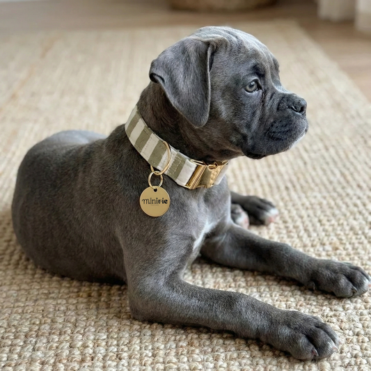 NIRAM KAKI - Collier & laisse