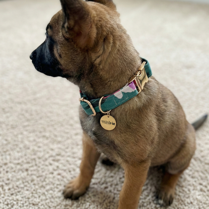 ANAIS - Collier & laisse