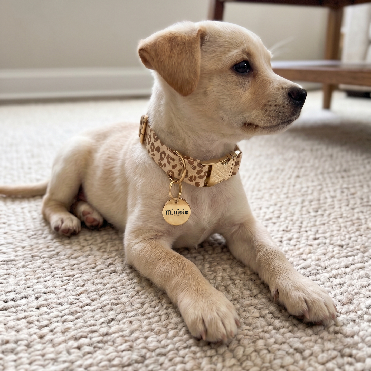 PARLEO - Collier & laisse