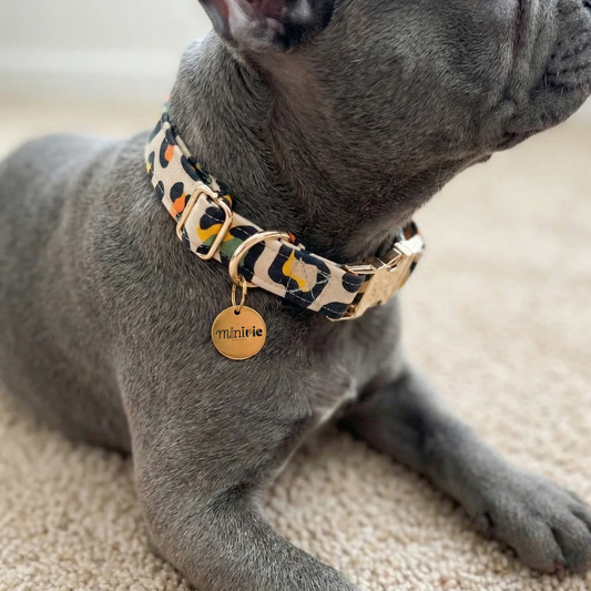 AGNÈS - Collier & laisse