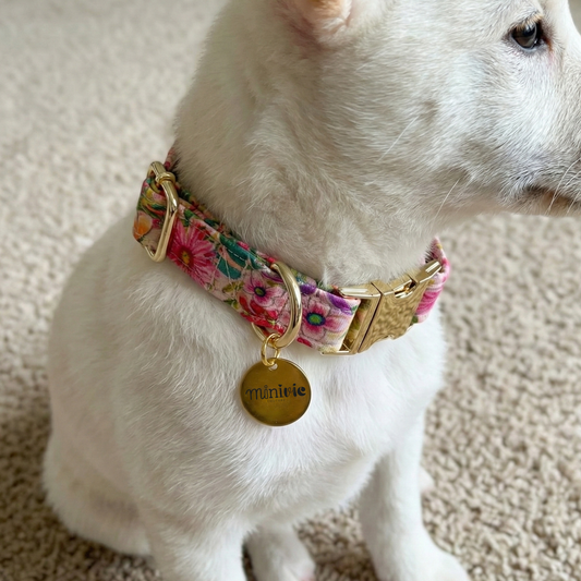 GANAËLLE - Collier & laisse