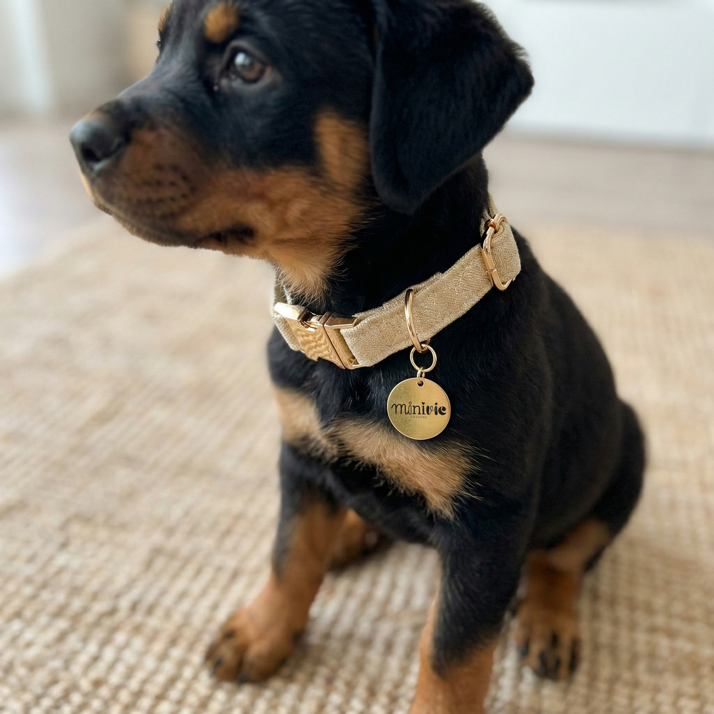 GOLDEN - Collier & laisse