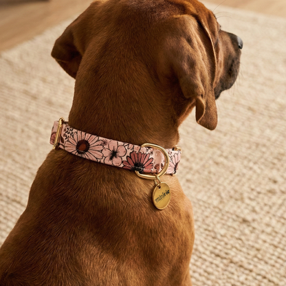 OLIVIA - Collier & laisse