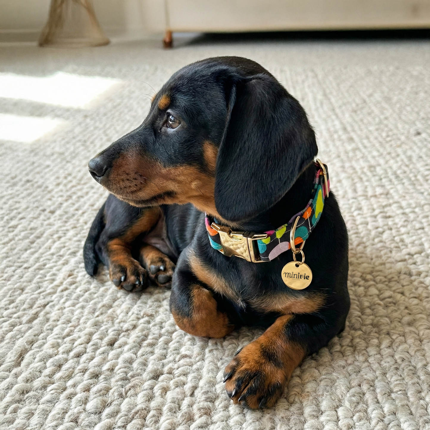 LEOFLUO - Collier & laisse