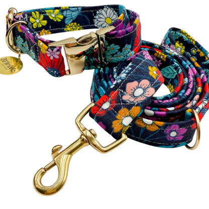 SOFIA - Collier & laisse